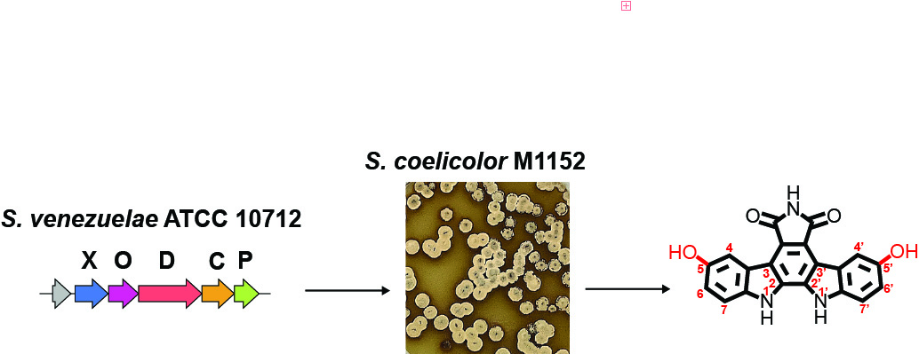 ArcF biosynthesis image