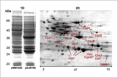 2D-PAGE publication image