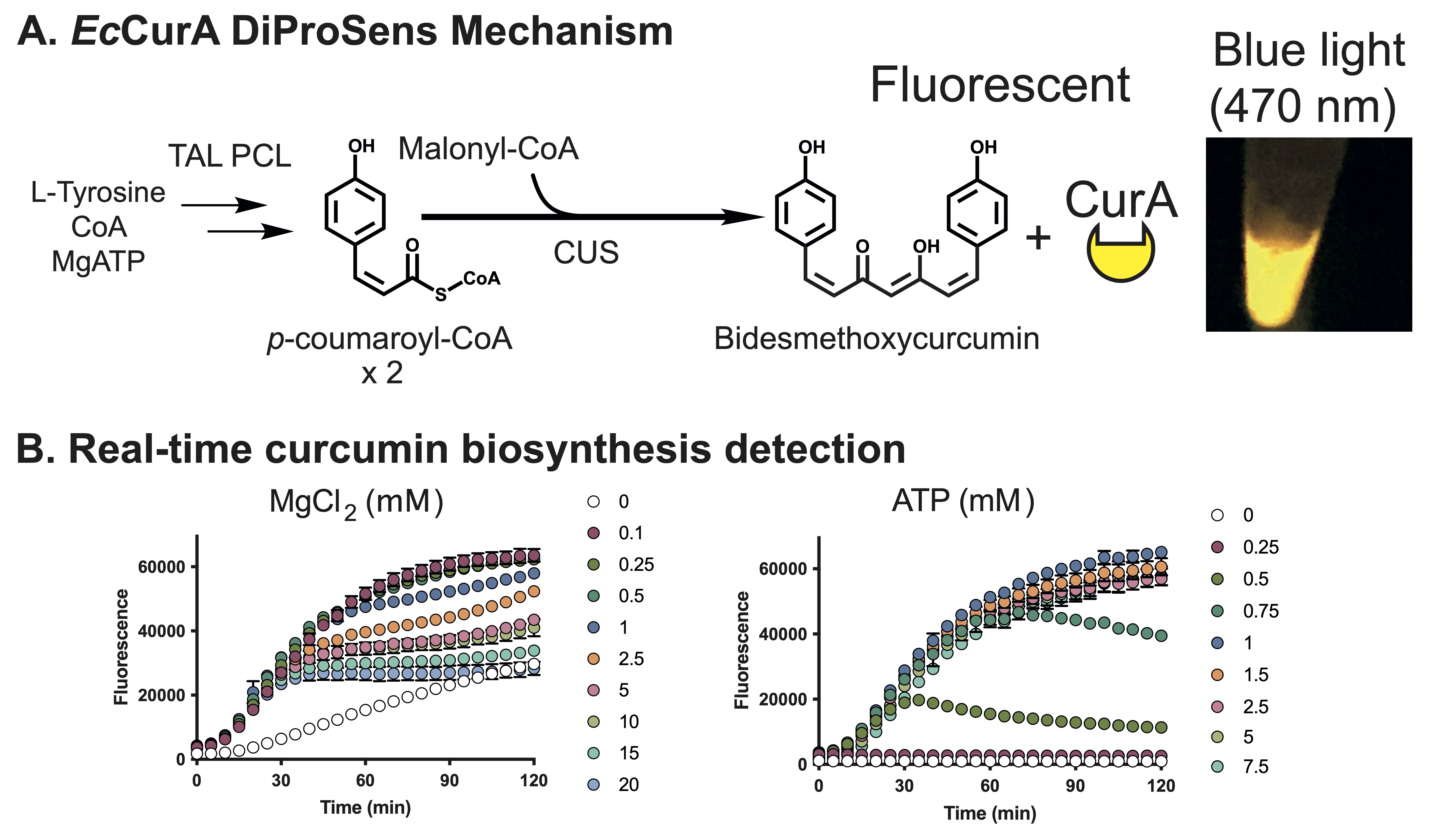 DiPro publication image