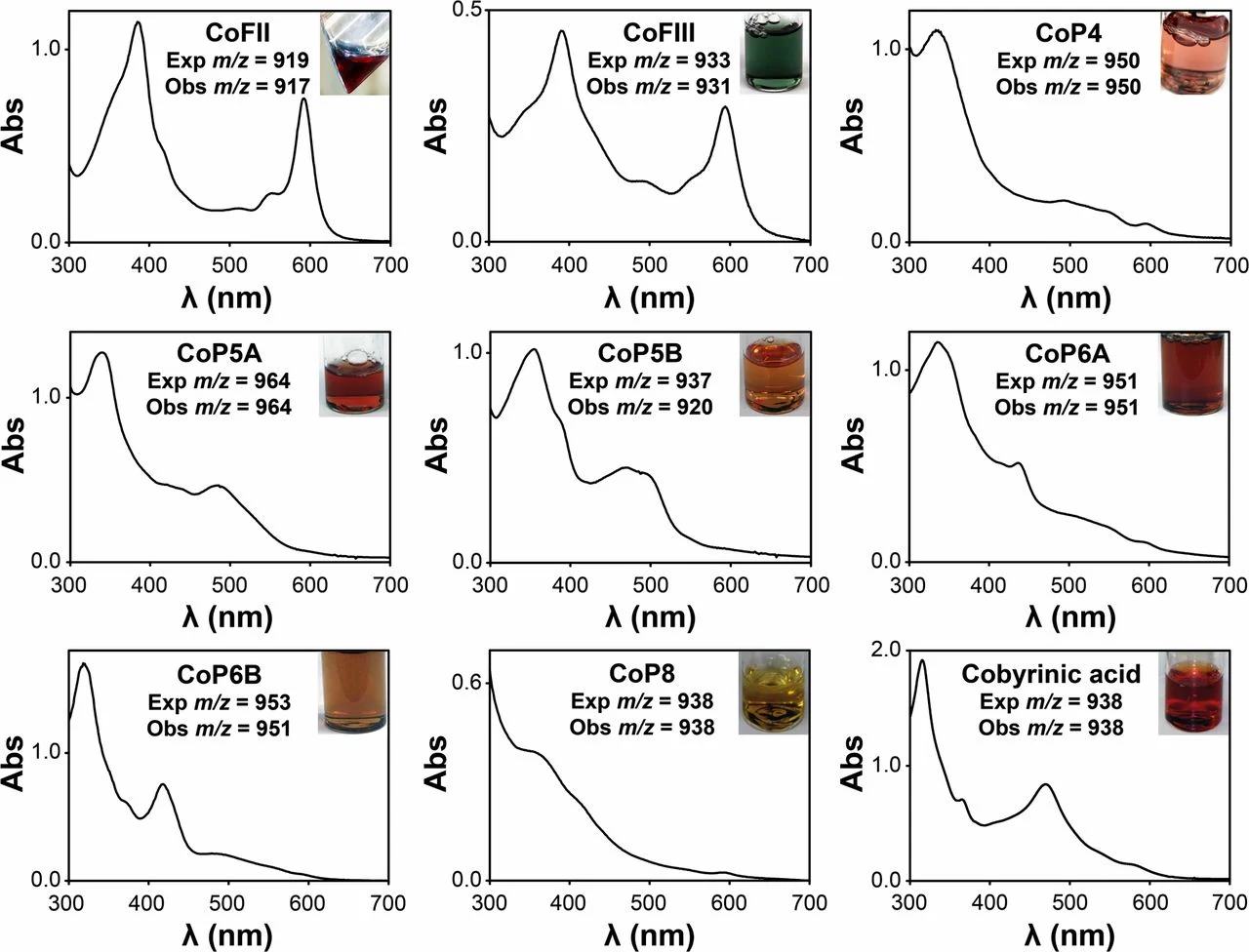 B12 intermediates publication image