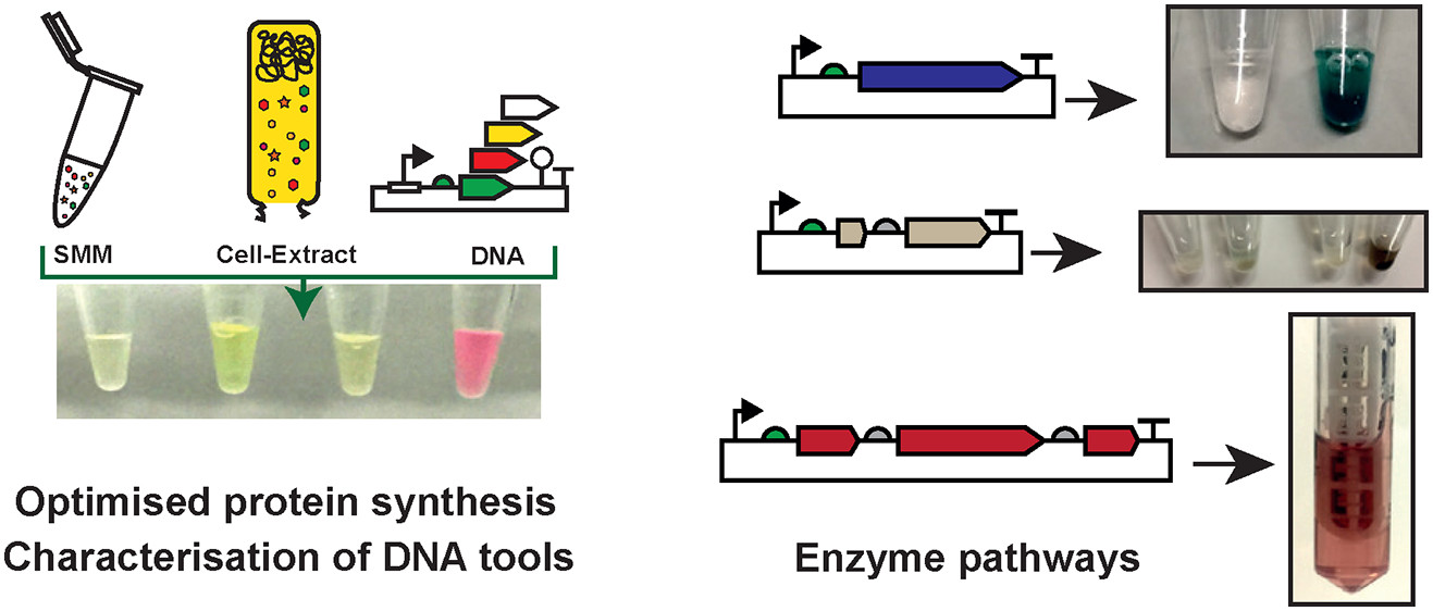 Strep CFPS publication image