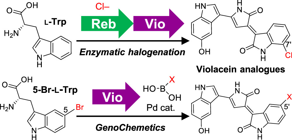Violacein publication image
